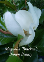 Magnolia 'Bracken's Brown Beauty'