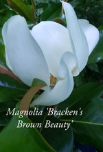 Magnolia 'Bracken's Brown Beauty'
