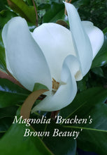 Magnolia 'Bracken's Brown Beauty'