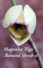 Magnolia Figo 'Port of Wine' Banana Shrub
