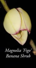 Magnolia Figo 'Port of Wine' Banana Shrub