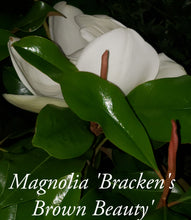 Magnolia 'Bracken's Brown Beauty'