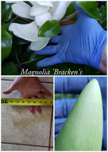 Magnolia 'Bracken's Brown Beauty'