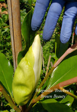 Magnolia 'Bracken's Brown Beauty'