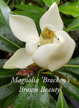 Magnolia 'Bracken's Brown Beauty'