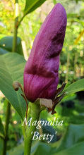 Magnolia 'Betty'