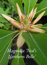 Magnolia 'Ned's Northern-Belle'