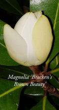 Magnolia 'Bracken's Brown Beauty'