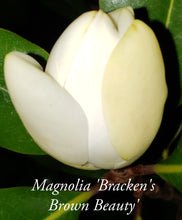 Magnolia 'Bracken's Brown Beauty'