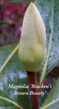 Magnolia 'Bracken's Brown Beauty'