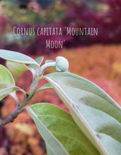 Cornus 'Mountain Moon' Evergreen Dogwood