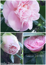 Camelia Japonica 'Debutante'