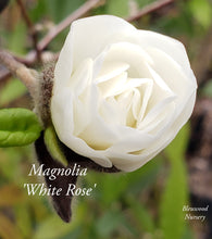 Magnolia 'White Rose'