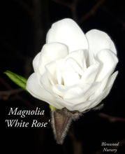 Magnolia 'White Rose'