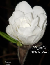 Magnolia 'White Rose'