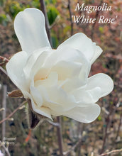 Magnolia 'White Rose'