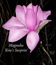 Magnolia 'Kew's Surprise'