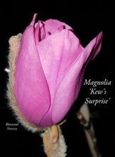 Magnolia 'Kew's Surprise'