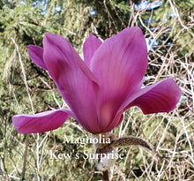 Magnolia 'Kew's Surprise'