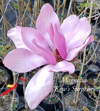 Magnolia 'Kew's Surprise'