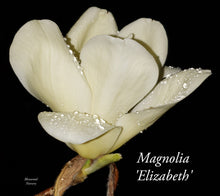 Magnolia 'Elizabeth'