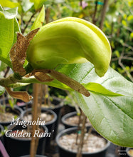 Magnolia 'Golden Rain'