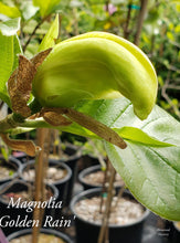 Magnolia 'Golden Rain'