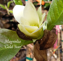 Magnolia 'Gold Star'