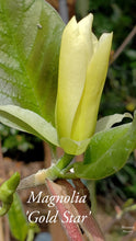 Magnolia 'Gold Star'