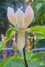 Magnolia 'Red Lotus'