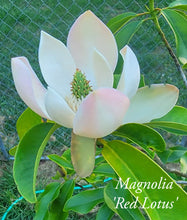 Magnolia 'Red Lotus'