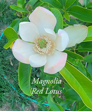 Magnolia 'Red Lotus'