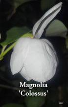 Magnolia Sieboldii 'Colossus'