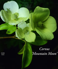 Cornus 'Mountain Moon' Evergreen Dogwood