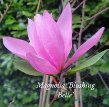 Magnolia 'Blushing Belle'