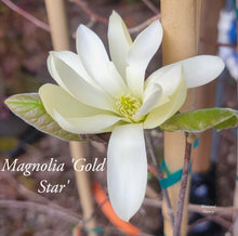 Magnolia 'Gold Star'