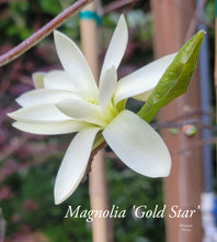Magnolia 'Gold Star'