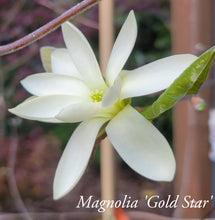 Magnolia 'Gold Star'