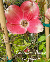 Cornus Florida 'Cherokee Brave' Dogwood