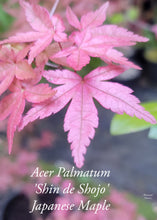 Acer Palmatum 'Shin de Shojo' Japanese Maples