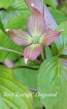 Cornus 'Rosy Tea Cups' Dogwood