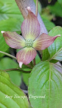 Cornus 'Rosy Tea Cups' Dogwood