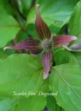 Cornus kousa ‘Rutpink’ Scarlet Fire Dogwood