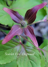 Cornus kousa ‘Rutpink’ Scarlet Fire Dogwood
