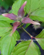 Cornus kousa ‘Rutpink’ Scarlet Fire Dogwood