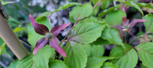Cornus kousa ‘Rutpink’ Scarlet Fire Dogwood