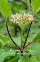 Red-osier (Cornus sericea)-Red twig Dogwood