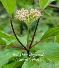 Red-osier (Cornus sericea)-Red twig Dogwood