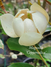 Magnolia 'Coppertallica