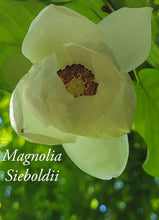 Magnolia Sieboldii 'Colossus'